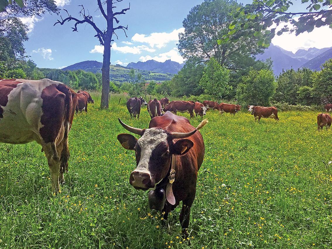 L'Ourserie Bed & Breakfast Saint-Paul-en-Chablais Zewnętrze zdjęcie